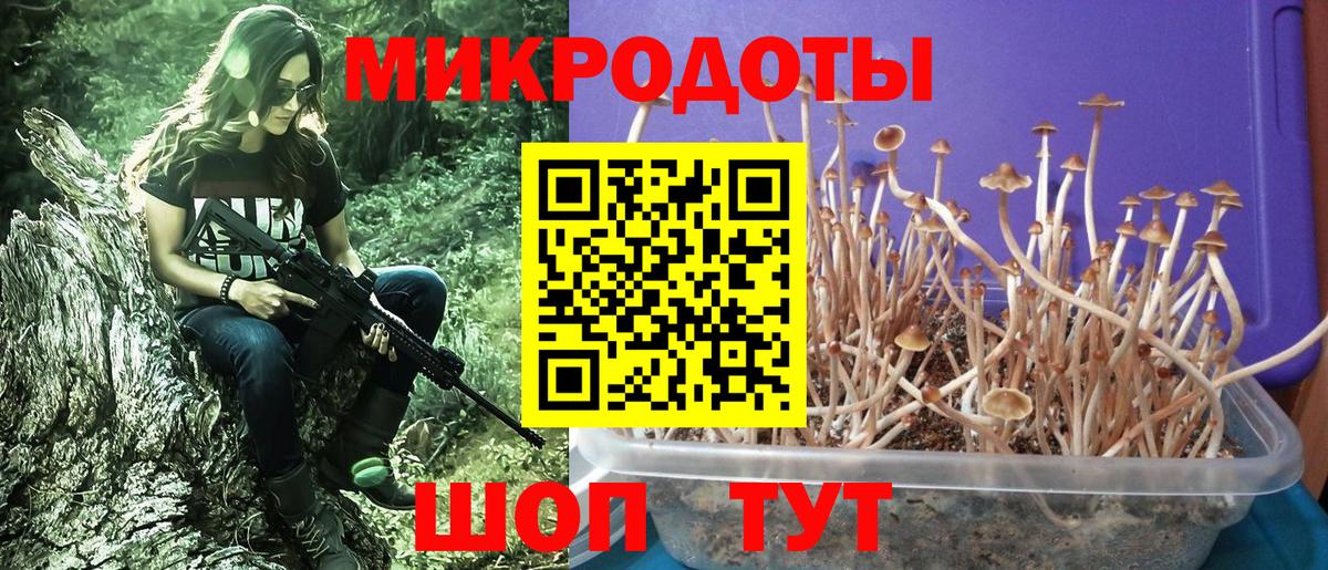 Галлюциногенные грибы Psilocybine cubensis Балашов